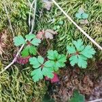 Geranium purpureum Foglia