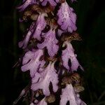 Himantoglossum metlesicsianum Flower