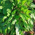 Rumex acetosa List