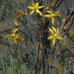 Bloomeria crocea Virág