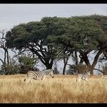 Vachellia erioloba Corteza