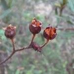 Cistus salviifolius 果實