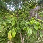 Prunus avium Fulla