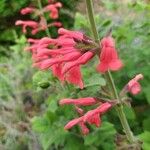 Salvia darcyi Flor