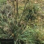 Juncus effusus List