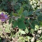 Desmodium intortum Blatt