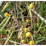 Acmella uliginosa Flower
