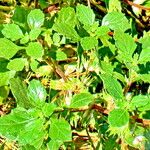 Forsskaolea candida Hoja