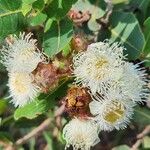 Angophora hispida ᱵᱟᱦᱟ