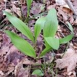 Allium tricoccum Feuille