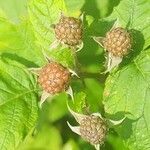 Rubus occidentalisFrukt