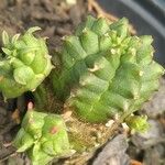 Euphorbia globosa Blatt