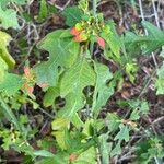 Euphorbia heterophyllaFolha