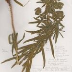 Euphorbia esula Other
