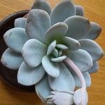 Echeveria laui Hoja