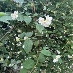 Philadelphus lewisii Folha