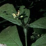 Cordia nodosa Blatt