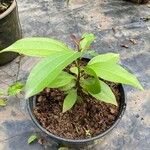 Cinnamomum verum 葉