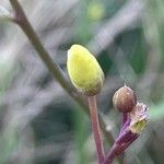 Diplotaxis muralis Blüte