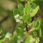 Lumnitzera racemosa Kukka
