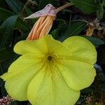 Oenothera macrocarpa Fleur