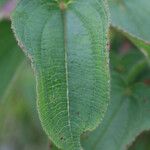 Rhynchanthera grandiflora Leaf