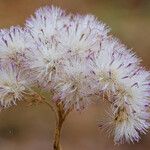 Carphephorus corymbosus Flor