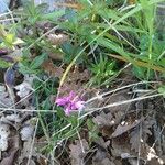 Polygala nicaeensis Цветок