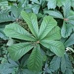 Rodgersia aesculifoliaLeaf