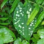 Caladium bicolorFoglia