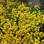 Aurinia saxatilis その他の提案