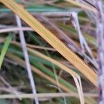 Miscanthus sinensis Leaf