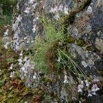 Silene uniflora Hábito