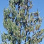 Pinus patula 形態