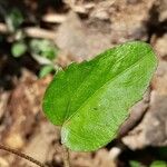Sida cordata Frunză