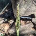 Botrychium dissectum Flor