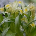 Iris regis-uzziae Flower