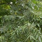 Carya illinoinensis Fuelha