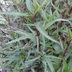 Ruellia simplex Leaf