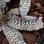 Cryptanthus zonatus Συνήθη χαρακτηριστικά