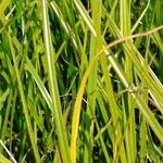 Carex vulpina পাতা