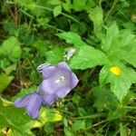 Campanula rhomboidalisFlower