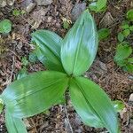 Clintonia borealis ᱥᱟᱠᱟᱢ