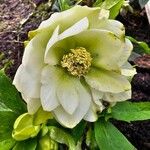 Helleborus nigerBlüte