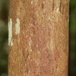 Mouriri nervosa Kabuk
