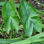 Sagittaria latifolia Blatt