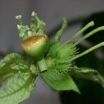 Dalechampia websteri Fruto