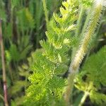 Daucus muricatus Leaf