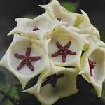 Hoya archboldiana Maua