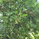 Quercus phillyreoides Yaprak